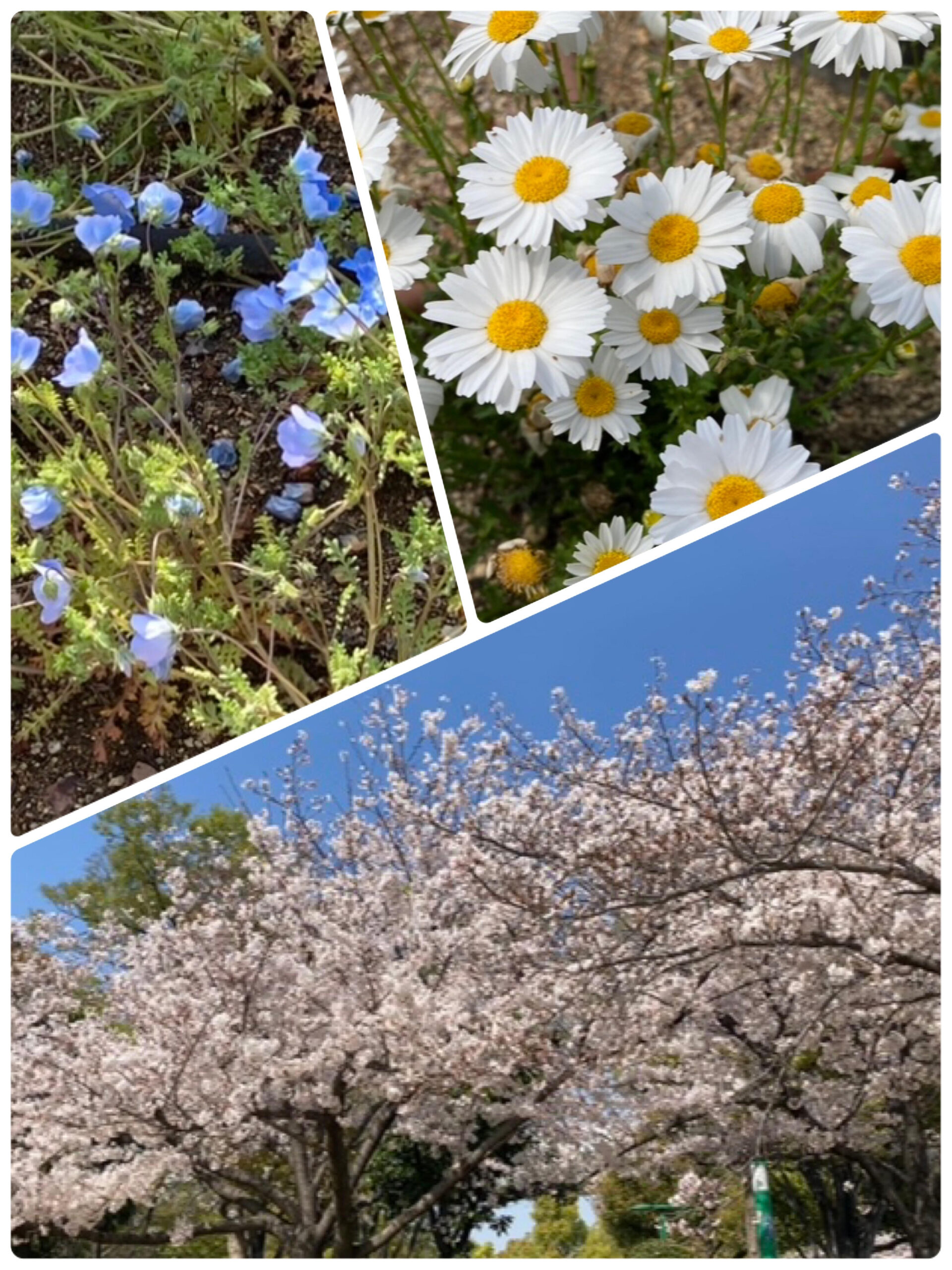 【北堀江】放デイ🏫児発管ブログ